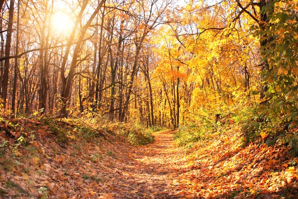 Sol en bosque otoñal — Foto de Stock