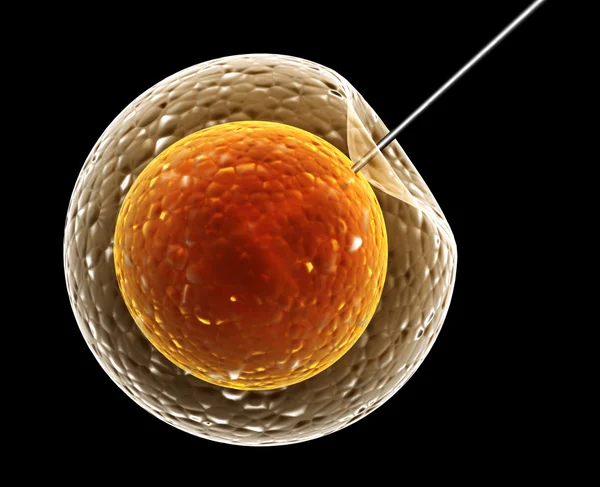 Inseminazione artificiale — Foto Stock