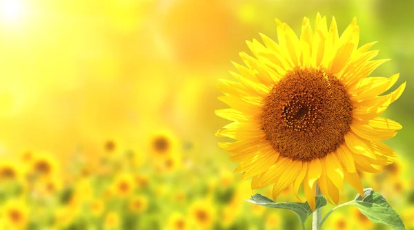 Sonnenblumen — Stockfoto