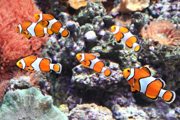 Морские анемоны и рыбы-клоуны — стоковое фото