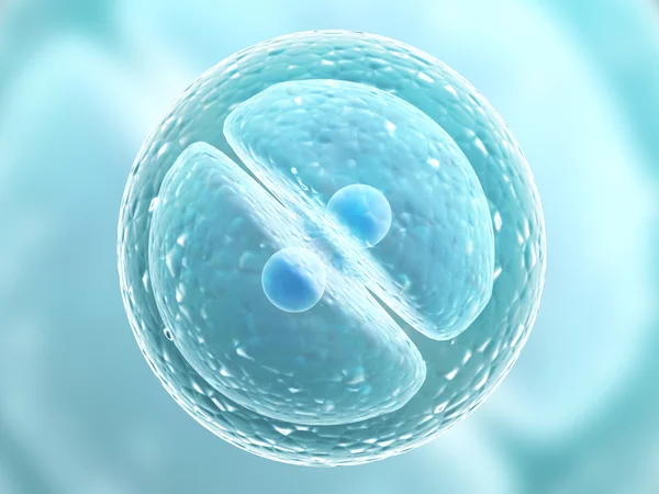 Division of cell — Stock Photo, Image