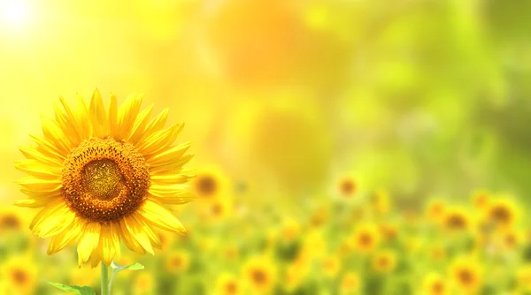 Sunflowers — Stock Photo, Image