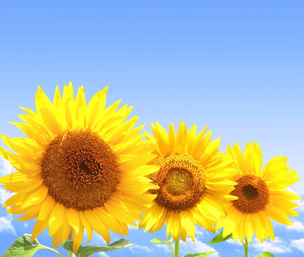 Sunflowers — Stock Photo, Image