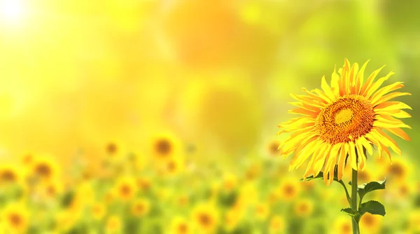 Sunflowers — Stock Photo, Image