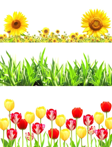 Frames met bloemen en groen gras — Stockfoto