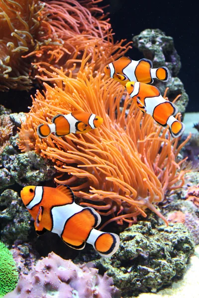 Sea anemone and clown fish — Stock Photo, Image