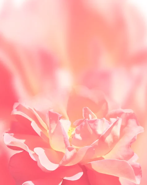 Background with rose — Stock Photo, Image