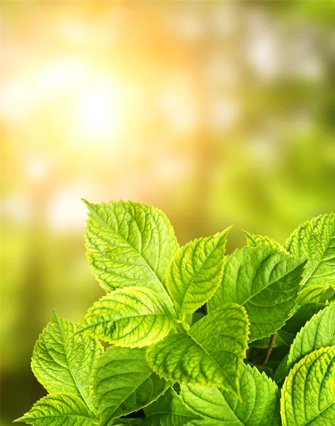 여름 녹색 잎 — 스톡 사진