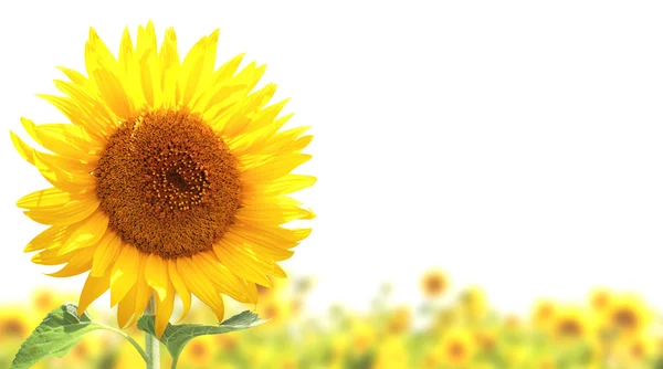 Sunflowers — Stock Photo, Image