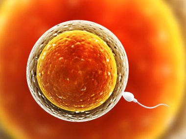 spermatozoon ovule için yüzer,