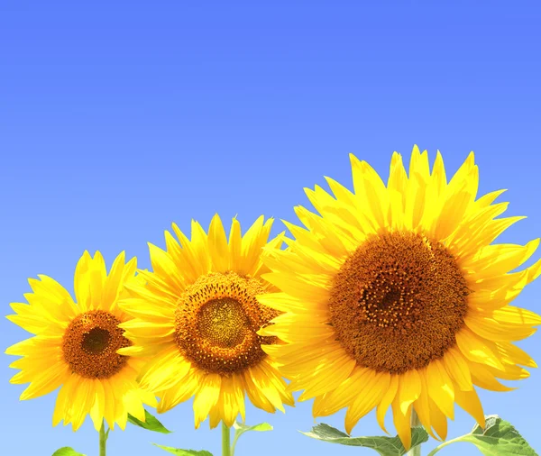 Girasoles — Foto de Stock