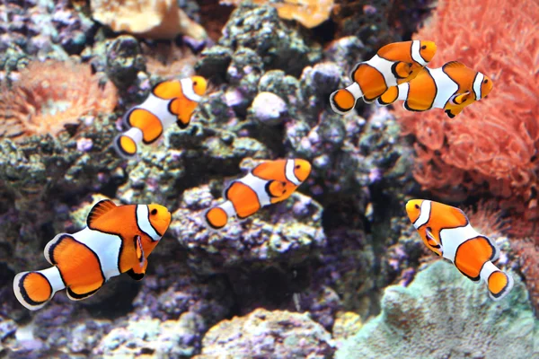 Mořská sasanka a klaunské ryby — Stock fotografie
