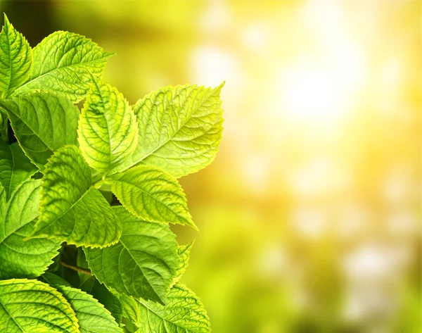 Letní zelené listy — Stock fotografie