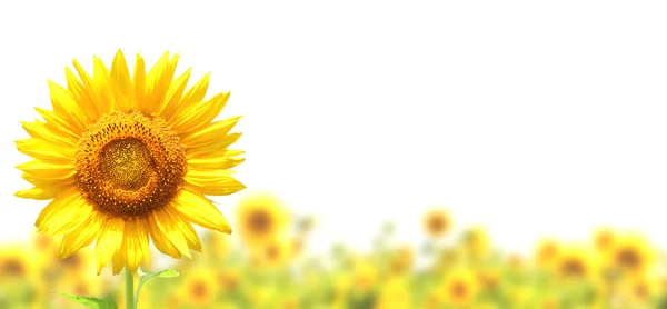 Sonnenblumen — Stockfoto