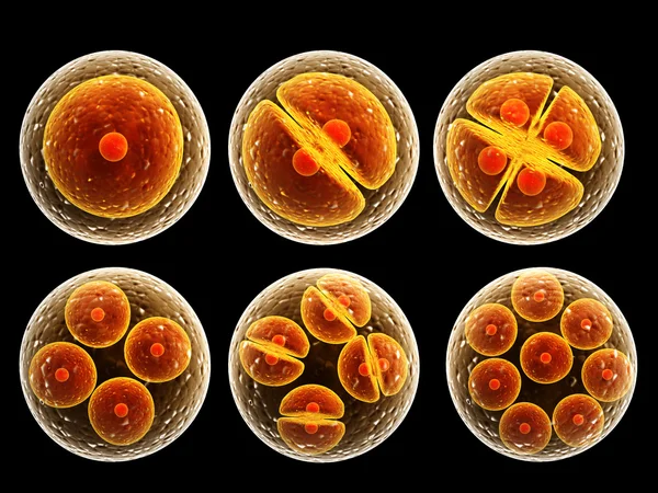 Process division of cell — Stock Photo, Image