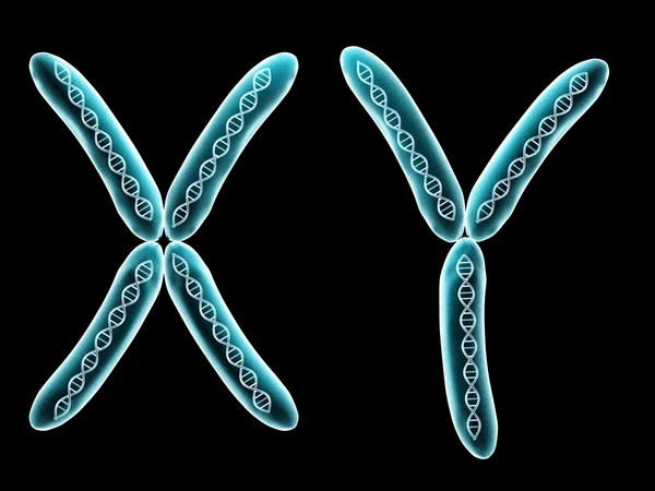 X and Y chromosome — Stock Photo, Image