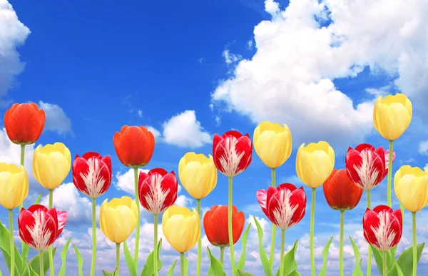 Tulips on blue sky Stock Picture