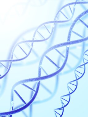 DNA yapısı