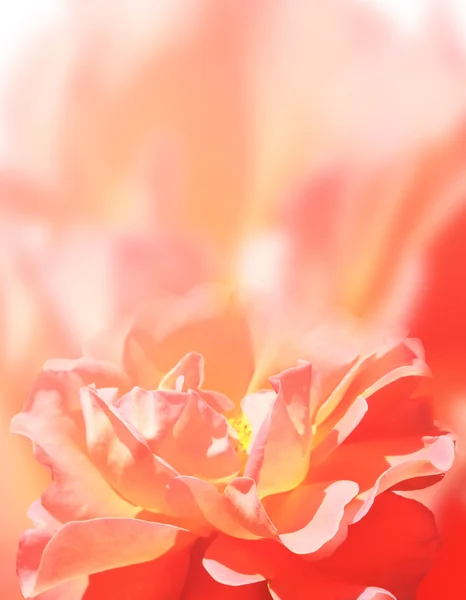 バラの背景 — ストック写真