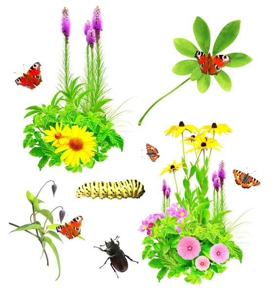 Reihe von Sommerblumen und Insekten — Stockfoto