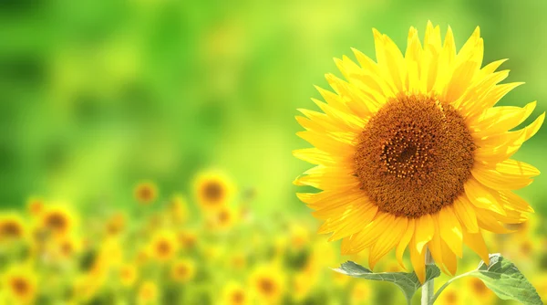 Sunflowers on green background — Stock Photo, Image