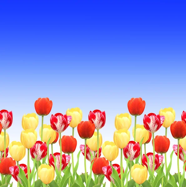 Flores de umas tulipas — Fotografia de Stock