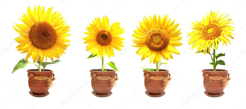 Bunga Matahari Dalam Pot Stok Foto Bunga Matahari Dalam Pot Gambar Bebas Royalti Depositphotos