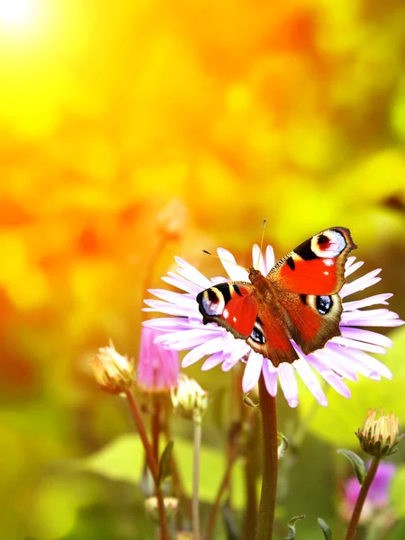 Páva pillangó virágon — Stock Fotó