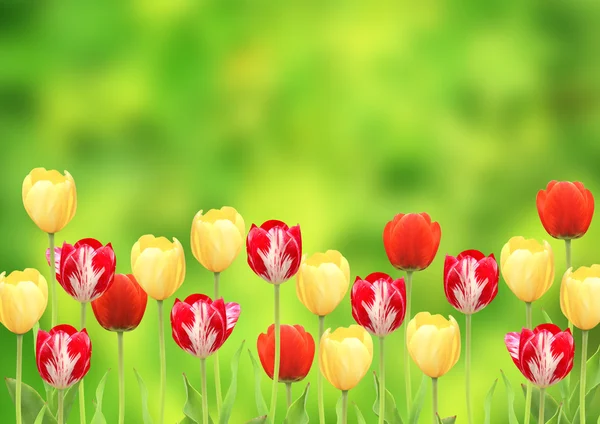 Flores de tulipanes — Foto de Stock