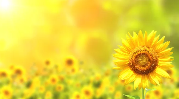 Sunflowers — Stock Photo, Image