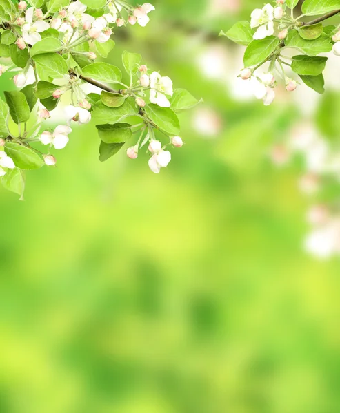 Flores de maçã — Fotografia de Stock