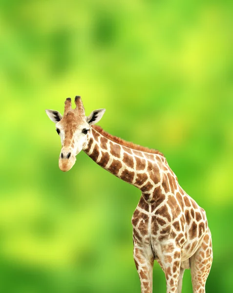 Giraffe — Stockfoto