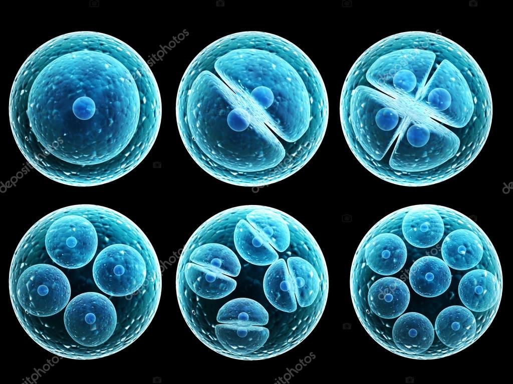 Process division of cell โ Stock Photo ยฉ frenta #70369123 Biology Diagrams