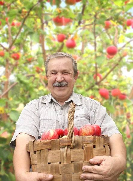 Starší muž sklizeň apple — Stock fotografie