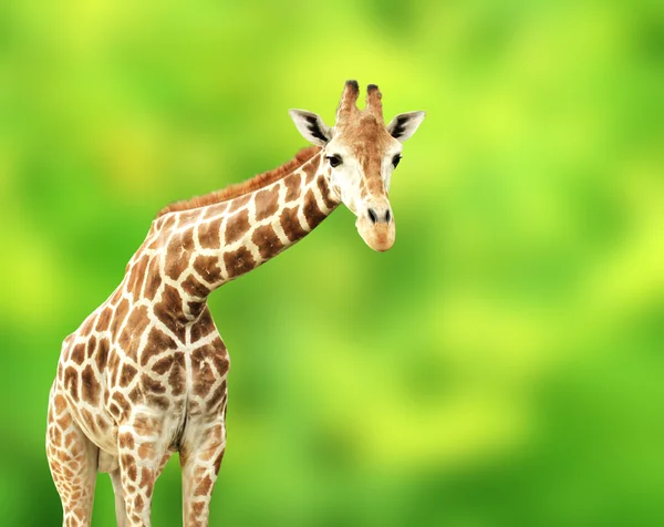 Giraffa — Foto Stock