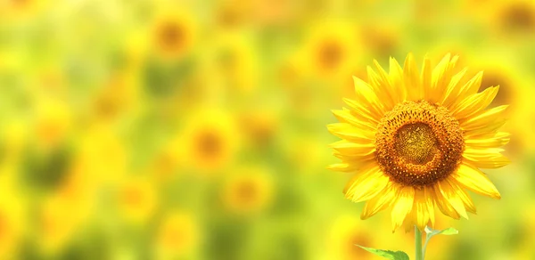 Girasoles sobre fondo amarillo — Foto de Stock