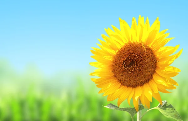 Yellow sunflower and green grass — Stock Photo, Image
