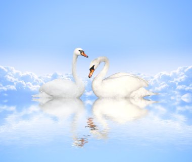 Mute swan mavi su