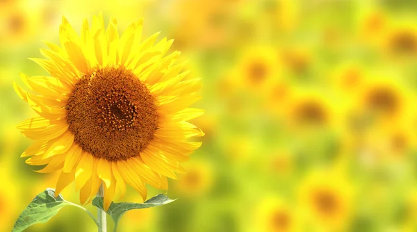 Girasoles sobre fondo amarillo —  Fotos de Stock