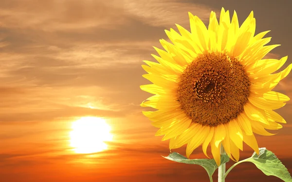 Tournesol et coucher de soleil — Photo