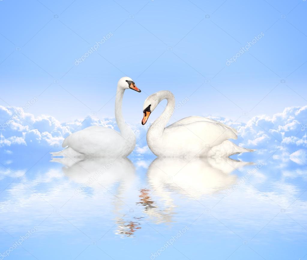 Mute swan on blue water