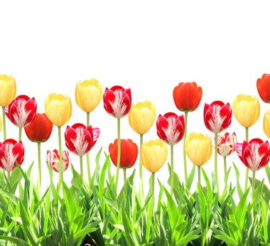 Bir lale çiçekleri ve yeşil çimen