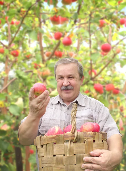 Starší muž sklizeň apple — Stock fotografie