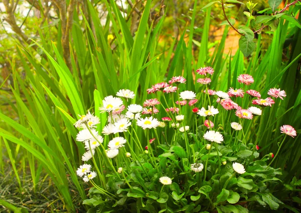 Fiori di margherita e erba verde — Foto Stock