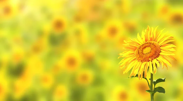 Zonnebloemen op gele achtergrond — Stockfoto