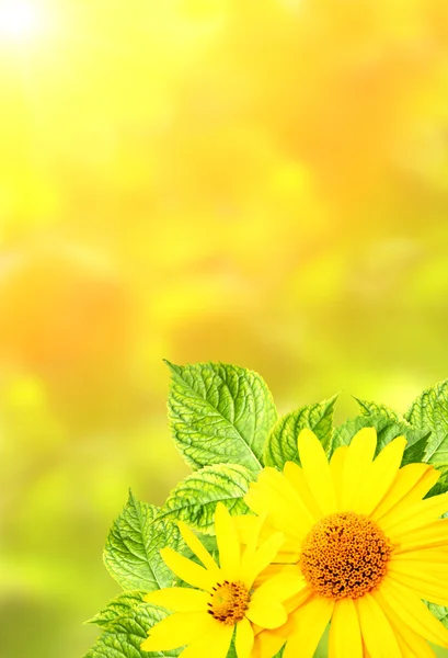 Letní zelené listy a květy — Stock fotografie