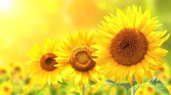 Three bright yellow sunflowers — Stock Photo, Image