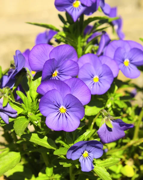 Flowers of pansy and green grass — Stock Photo, Image