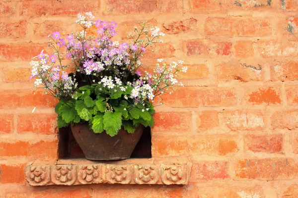 Flowerpot with white and lilac flowers — Stock Photo, Image