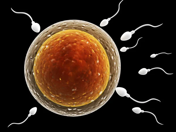 Spermatozoons, ovule için yüzer — Stok fotoğraf